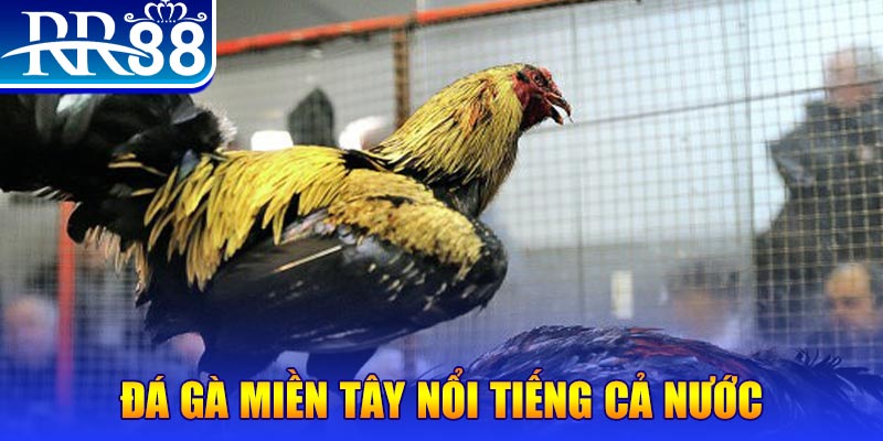 789wim đá gà 88